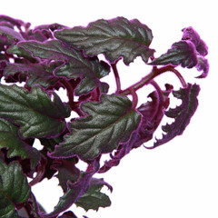 Feuillage de Gynura aurantiaca 'Purple Passion'