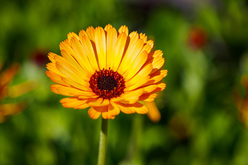 flower in green background