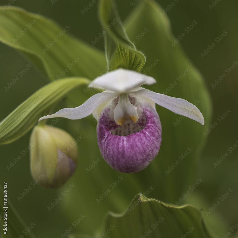 Wall mural pink lady slipper 2