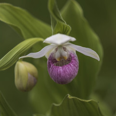 Obraz premium Pink Lady Slipper 2