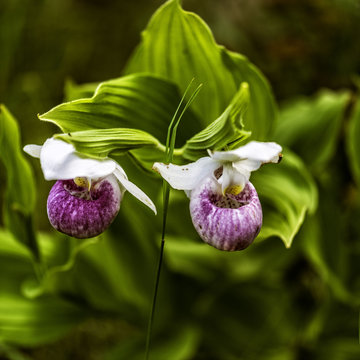 Pink Lady Slipper