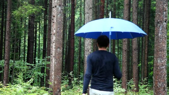 A man with a blue umbrella walks in a wet forest landscape. Selective focus used. 