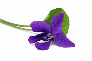 Violette