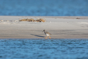 rotschenkel auf der sandbank