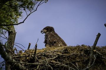 Immature Bald Eagle