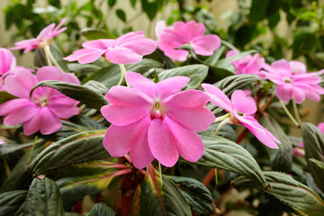 impatiens