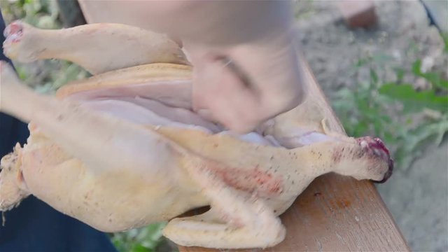 cutting broiler chickens by a farmer in the summer