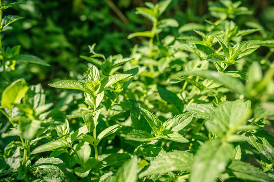mint growing in the yard