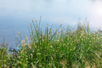 Obraz premium Field of blossoming grass close-up