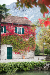 Autumn vine red and green leaves decorate stone wall of old rural country house with windows, wooden shutters, door and tile roof.