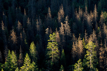 Yosemite Valley Trees at Sunset 2