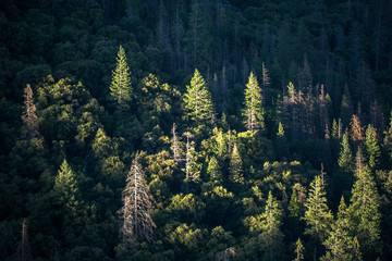 Yosemite Valley Trees at Sunset 1