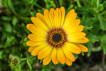 flower in green background