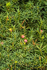 berry in green background