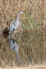 Great ;;blue heron and its reflection in water at Bosque del Apache national wildlife refuge in central new mexico