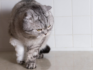 A domestic cat with a bandage. A wound on the head and paw.