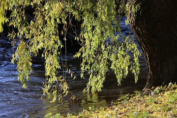 Leaves and water