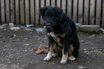 A black puppy in chains