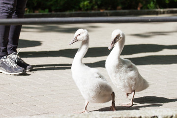 Obraz premium Junge Schwäne auf Promenade