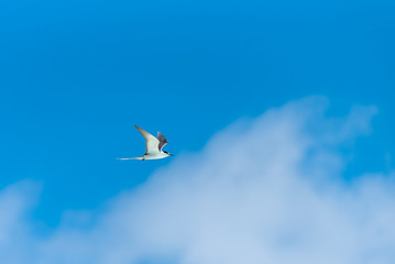 Bridled Tern, bird flying in blue sky in French Polynesia 
