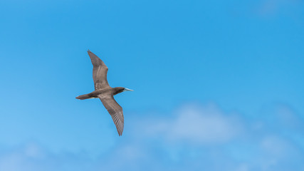 Obraz premium Brown booby, Sula leucogaster, exotic bird flying in blue sky in French Polynesia 