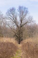 Solitaire tree on spring season