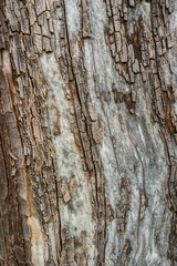 Detailed Image of Flaking Tree Bark