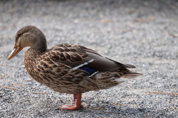 Ente steht an Land auf Kieseln