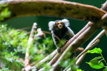 Common marmoset or Callithrix jacchus