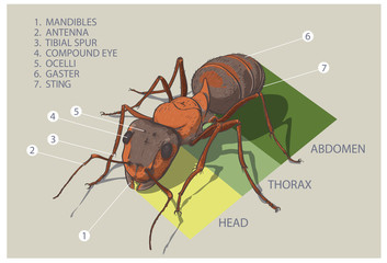 The structure of the ant. Vector diagram.