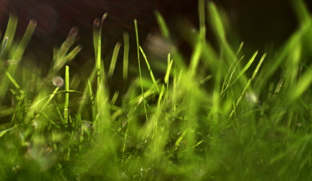 zielone trawy