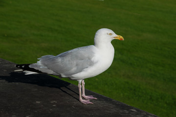 seagull in the park