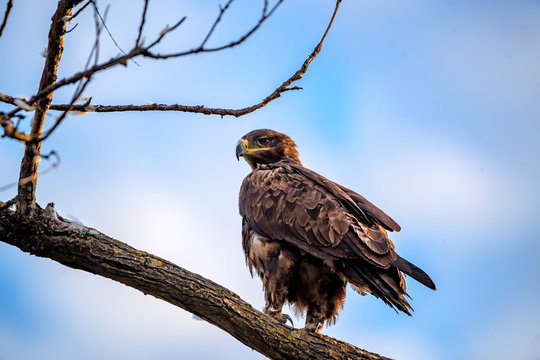 Steppe eagle or Aquila nipalensis sits on a tree