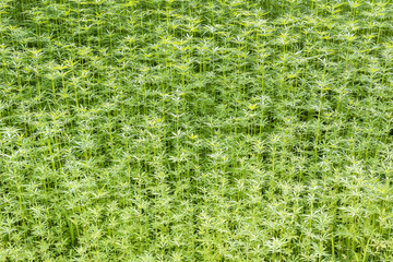 Technical hemp in the field.