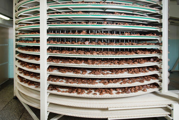 Production line of russian gingerbread on factory, food industry, wide angle shoot