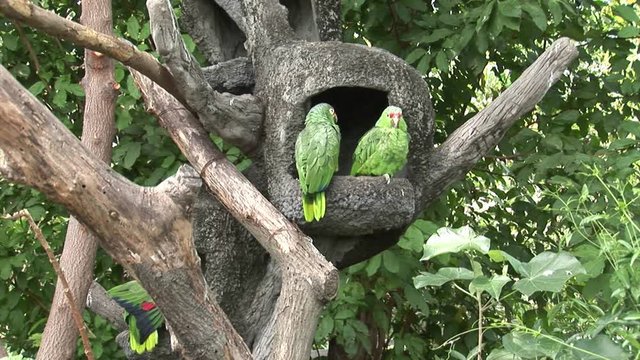 Green parrot Loras birds on water of Galapagos Islands. Amazing beautiful inhabitant of Ecuador with long beak. Bright colorful video closeup.