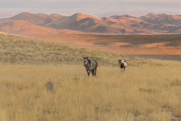Herd of Wild Horses in the Utah Desert