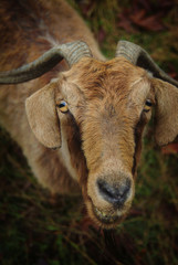 Closeup of Goat with Horns and Bright Yellow Eyes. A goat in a pasture looks up  with yellow eye slits and a grinning face.  