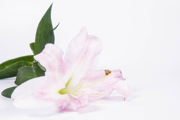 Pink lily on a wwhite background