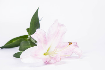 Obraz na płótnie Canvas Pink lily on a wwhite background