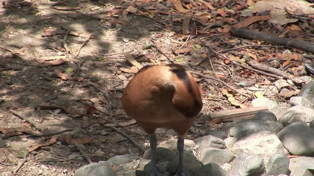 Birds on Galapagos Islands. Amazing beautiful inhabitant of Ecuador with long beak. Bright colorful video closeup.
