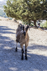 dzika koza na greckiej wyspie Rodos