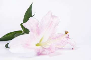 Fototapeta na wymiar Pink lily on a wwhite background