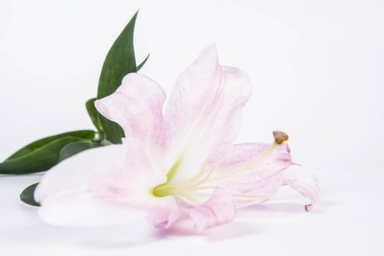 Pink lily on a wwhite background