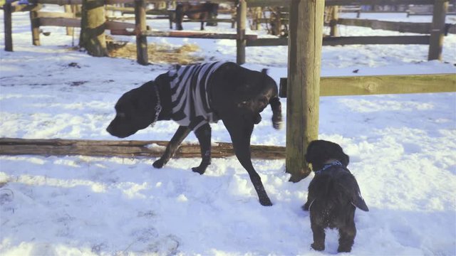 Two black dogs in clothes hang around in snow 4K