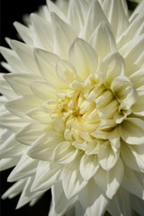 Macro of a formal decorative type dahlia of white color isolated on black background. Characterized by evenly placed, flat-tipped, slightly revolute petals.