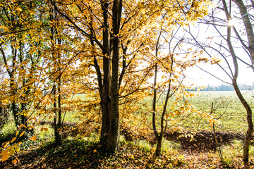autumnal woods