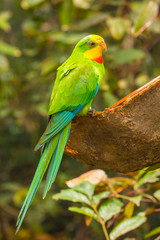 multicolored budgies bird