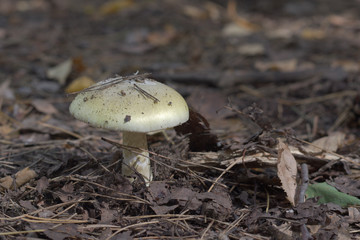 the old Deathcap mushroom in the dry forest, growing among fallen leaves
