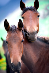 Obraz premium Lonely beautiful horse portrait close-up on green high mountain pastures in the summer in the mountains of Elbrus in the North Caucasus